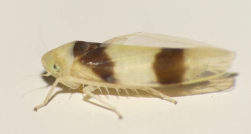 Zonocyba bifasciata